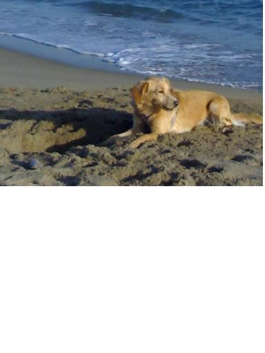 Un dia en la playa, le encanta corretear en la arena y tomar el sol.